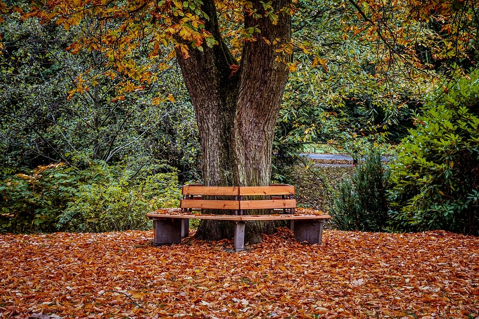 Wood Tree Bench